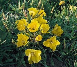 WIESIOŁEK  Missouriensis długo kwitnie