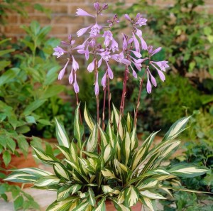 FUNKIA 'CHERRY BERRY' – WYJĄTKOWA KONTRASTOWA KRÓLOWA CIENIA