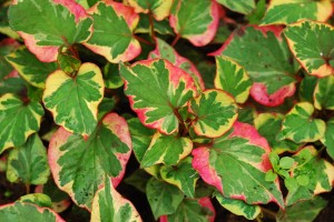 HOTTUNIA Pied Piper Pstrolistka TUŁACZ PSTRY