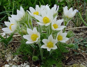SASANKA ZWYCZAJNA 'BIAŁA' (Pulsatilla vulgaris) – Pierwszy Zwiastun Wiosny na Skalniakach