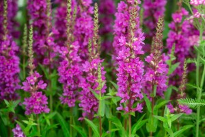 KRWAWNICA Lythrum salicaria