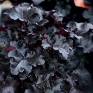 ŻURAWKA 'BLACK PEARL' (Heuchera) – Czarna Perła wśród Bylin Ogrodowych