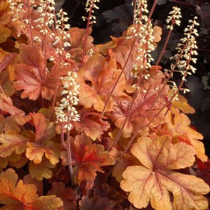 Żuraweczka 'Buttered Rum'  MAŚLANY RUM