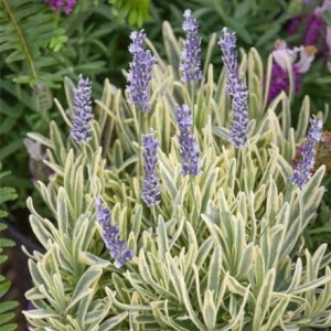 LAWENDA PLATINUM BLONDE 