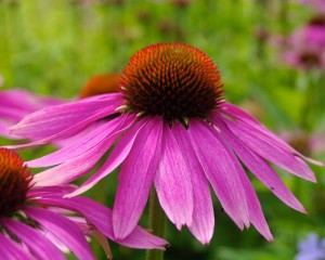 JEŻÓWKA PURPUROWA (Echinacea purpurea) – Najlepsza Bylina Do Ogrodu | Długie Kwitnienie | Odporna Na Mróz