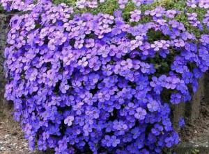 Żagwin Ogrodowy 'Audrey Blue shades' – Fioletowo-niebieskie Kwiaty, Roślina Okrywowa | Doniczka P9