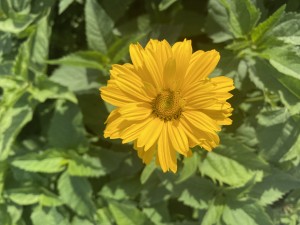 SŁONECZNICZEK SZORSTKI  długo kwitnie !