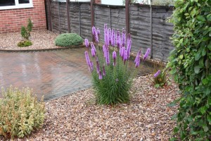 LIATRA KŁOSOWA Fiolet MOTYLE W OGRODZIE 