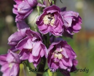 OSTRÓŻKA PACIFIC 'ASTOLAT' – Różowa Perła Letniego Ogrodu