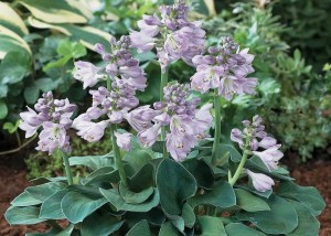 HOSTA Blue Mouse Ears MYSZKA Funkia 