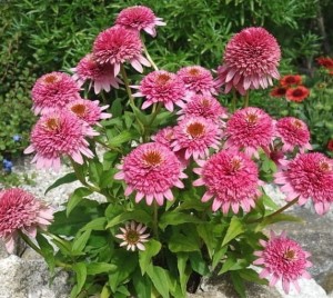 JEŻÓWKA PURPUROWA 'BUTTERFLY KISSES MINI RÓŻOWA' (Echinacea purpurea) – Kompaktowa Piękność Przyciągająca Motyle