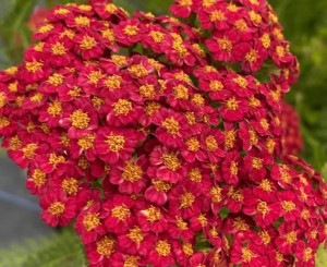KRWAWNIK PAPRICA Achillea millefolium Mocna czerwień