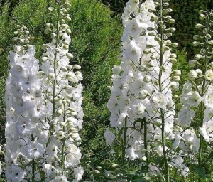 OSTRÓŻKA PACIFIC 'GALAHAD' – Śnieżnobiała Królowa Ogrodu