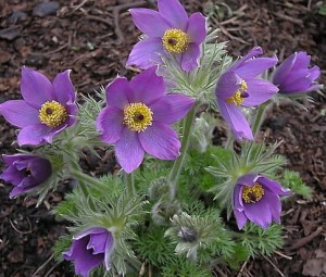 SASANKA Violet Bells Sadzonka ! Skalniak 