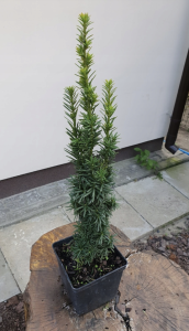 Cis pośredni - zimozielony - żywopłot