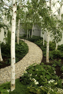 Brzoza papierowa - Betula papyrifera 