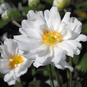 ZAWILEC JAPOŃSKI Whirlwind  BIAŁY Anemone