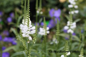 ODĘTKA WIRGIŃSKA BIAŁA 