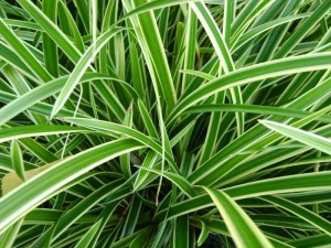 Turzyca Carex morwi  'Variegata' ZIMOZIELONA !!