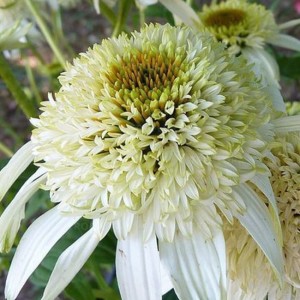 JEŻÓWKA ECHINACEA White Double Delight 
