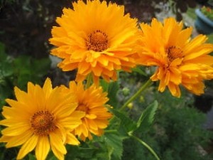 HELIOPSIS Najdłużej kwitnący ! POLECAMY!  