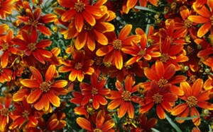 Nachyłek 'Ladybird' (Coreopsis) - Czerwono-Pomarańczowa Ozdoba Ogrodu