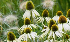 Jeżówka purpurowa 'White Swan' (Echinacea purpurea) - Czysta Elegancja i Klasowa Odporność