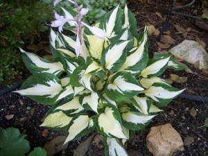 HOSTA FIRE & ICE Funkia Ogień i lód 