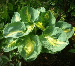 FUNKIA 'DREAM QUEEN' – KRÓLOWA NIEBIESKO-KREMOWYCH MARZEŃ