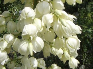 JUKA KAROLIŃSKA Egzotyka w ogrodzie  