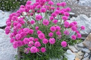 ZAWCIĄG NADMORSKI  ROSEA Armeria maritima