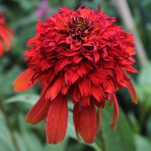 Jeżówka 'Hot Papaya' – Ognista Ozdoba Twojego Ogrodu