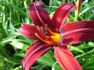 Liliowiec Ogrodowy 'Crimson Pirate' – Czerwone Kwiaty, Odporna Bylina | Doniczka 1L