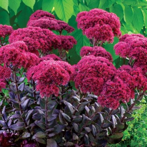 sedum-thunderhead_..jpg