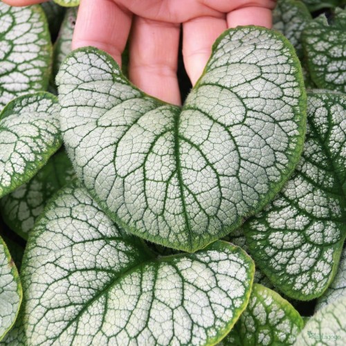 Brunnera Silver heart.jpg