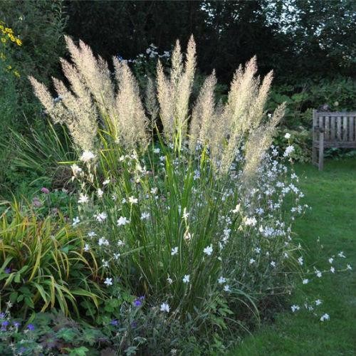 Calamagrostis_brachytricha_02x_800x.jpg