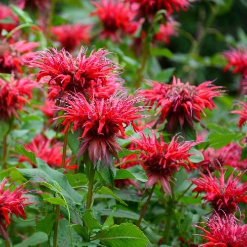 monarda fireball.jpg