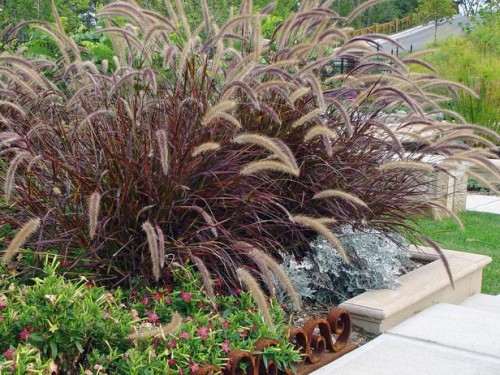 Pennisetum-Setaceum-‘Rubrum.jpg