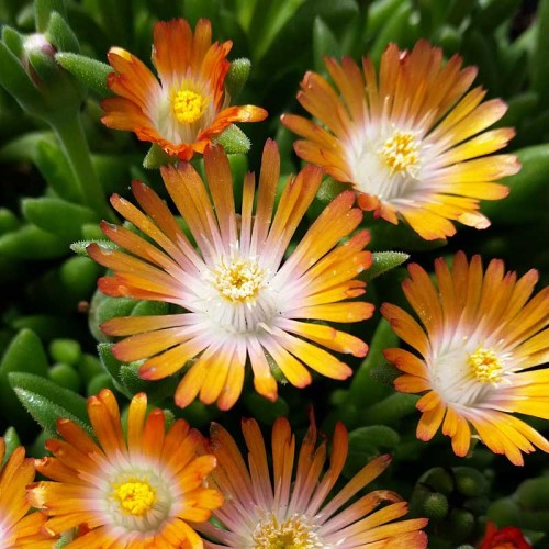 Delosperma topaz-.jpg