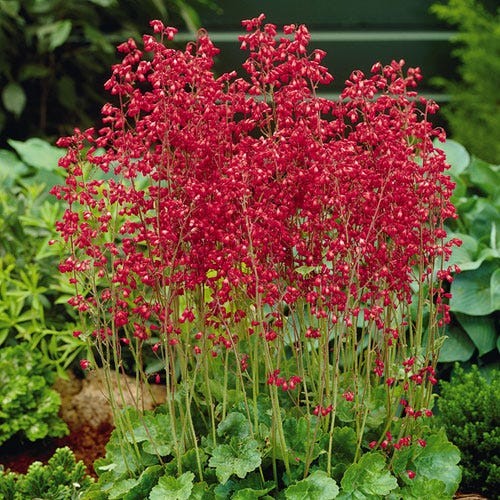 heuchera-coral-forest--.jpg