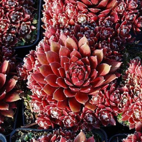 Sempervivum_Palisander.jpg