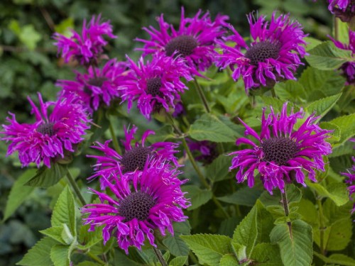 monardabeefree.jpg