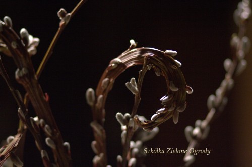 sekka zielone ogrody2.jpg