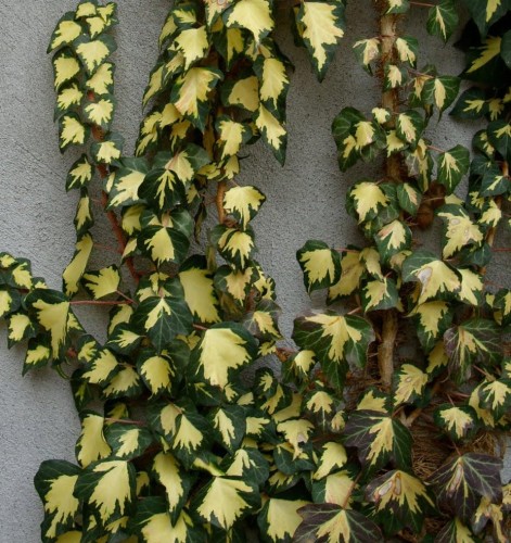 hedera-helix-goldheart_.jpg