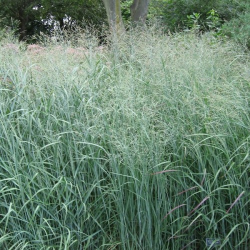 panicum-prairie-sky_79076_1.jpg