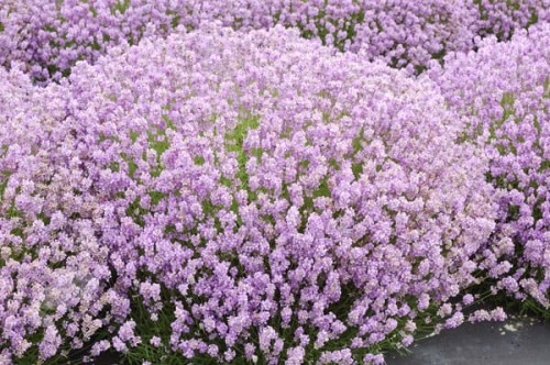 lavandula rosea.jpg