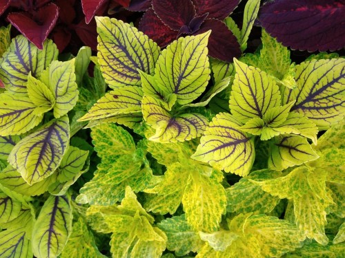 coleus zieloneogrody___2.jpg