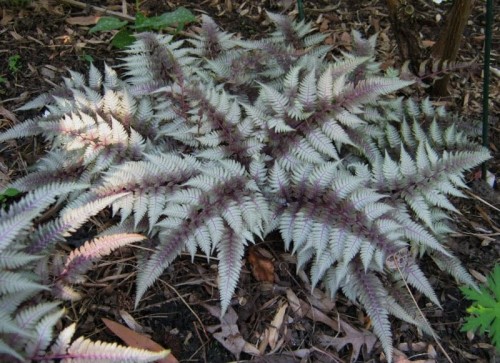 Athyrium-nipponicum-Red-Beauty.jpg