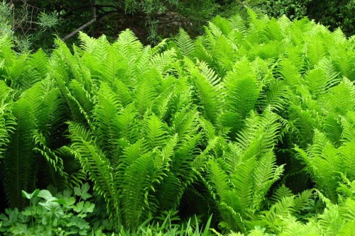 Matteuccia struthiopteris.jpg