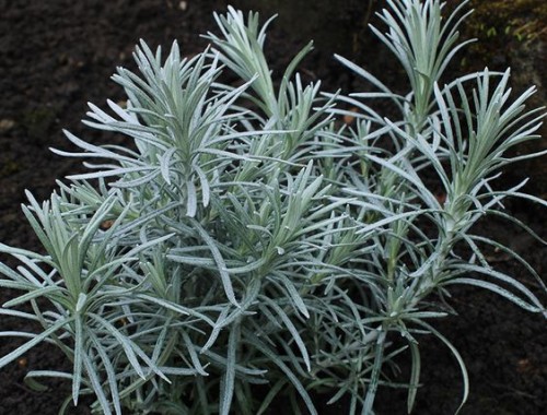 Helichrysum italicum.jpg